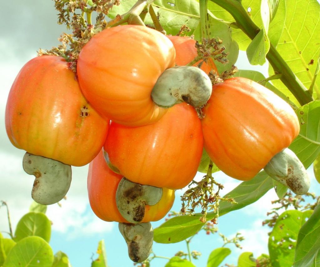 cau-brazil-fruit